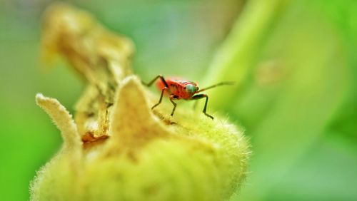 Close-up of ant on leaf