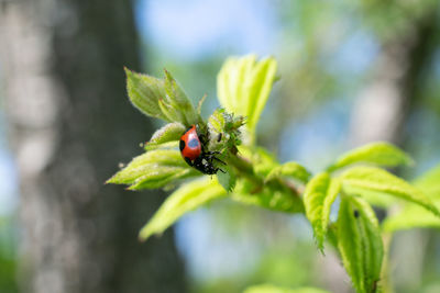 Close-up of ladybug on leaf