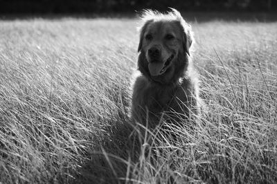 Dog standing on grassy field