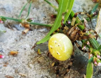 Close-up of insect on plant