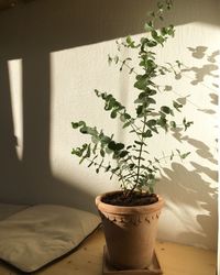 Close-up of potted plant on table