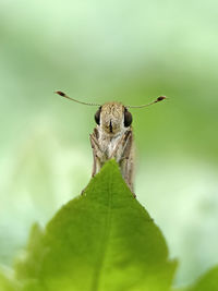 Close-up of butterfly on leaf