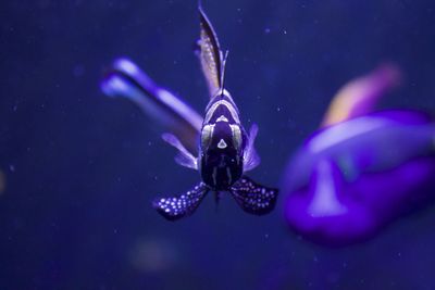 Close-up of jellyfish swimming in sea