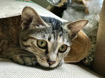 Close-up portrait of a cat