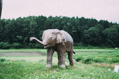 Elephant standing in a field
