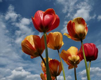 Low angle view of red tulips against sky