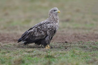 A white-tailed eagle up close