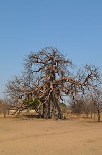 Bare tree against clear sky