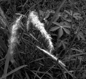 Close-up of fresh plants on field