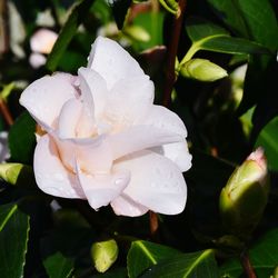 Close-up of flower blooming outdoors