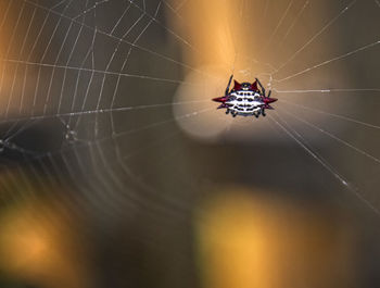 Close-up of orb spider on web