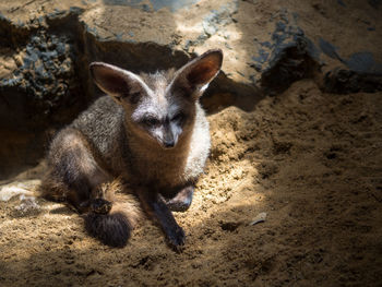 Portrait of cat lying on sand