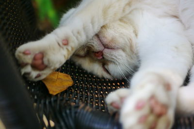 Close-up of cat sleeping