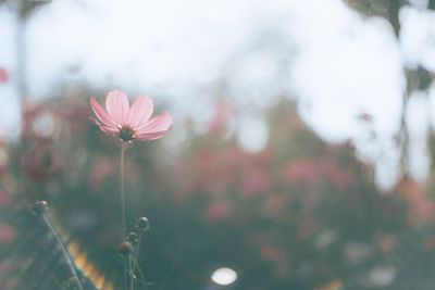 Close-up of pink cosmos flower on field