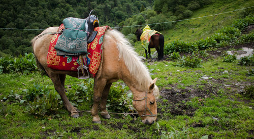 Horse on grass