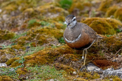 Close-up of a bird perching on rock