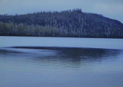 Scenic view of lake in forest against sky