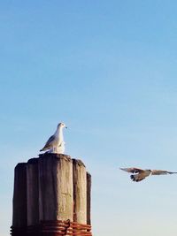 Low angle view of seagull flying against clear sky