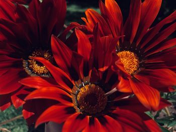 Close-up of red dahlia