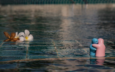 Close-up of duck floating on water