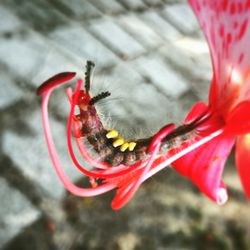 Close-up of red flower