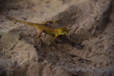 High angle view of lizard on rock