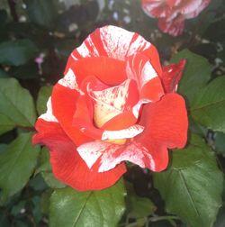 Close-up of pink flower