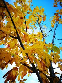 Low angle view of yellow tree against sky