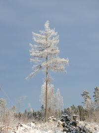Close-up of frozen tree on field against sky