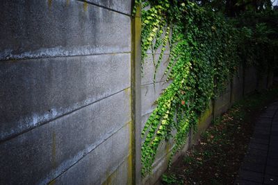 Creeper plants on wall