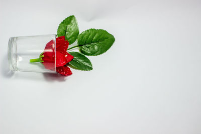 High angle view of red chili pepper over white background