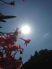 Low angle view of flower tree