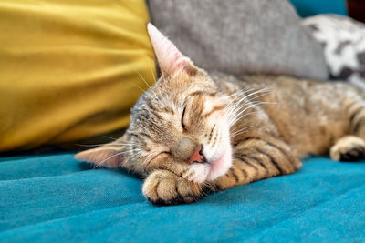 Cute tabby cat sleeping on blue sofa with yellow pillow . funny home pet. concept of relaxing