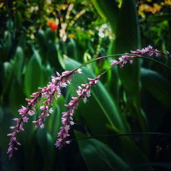 Close-up of purple flowering plant