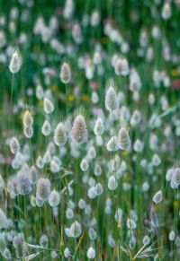 Close-up of flowering plants on field