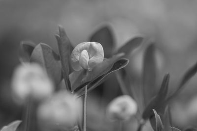 Close-up of flowering plant