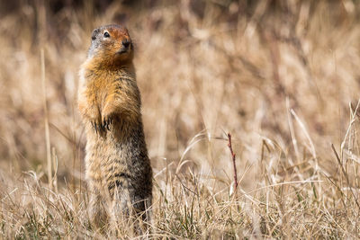 View of an animal on field