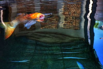 Close-up of fish swimming in aquarium