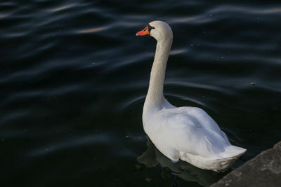 High angle view of swan swimming in lake