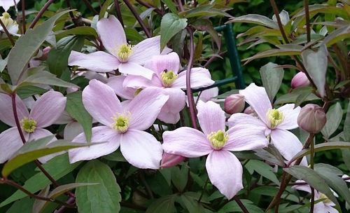 Close-up of white flowering plants