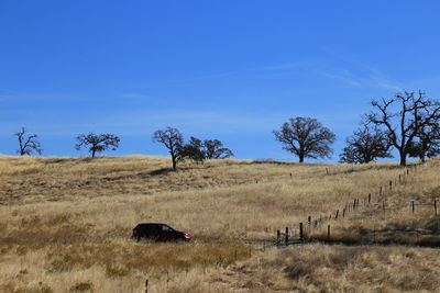 Trees on countryside landscape against blue sky