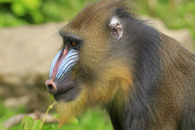 Mandrill