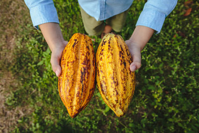 Low section of man holding cacao fruit