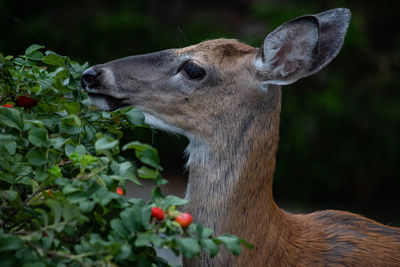 Deer nibbling on rosehips