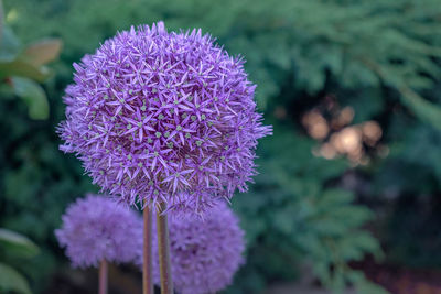 Close-up of purple flowering plant