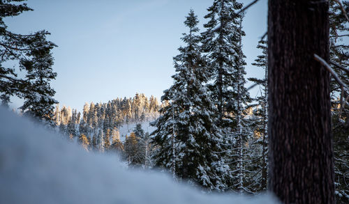 Pine trees in forest during winter