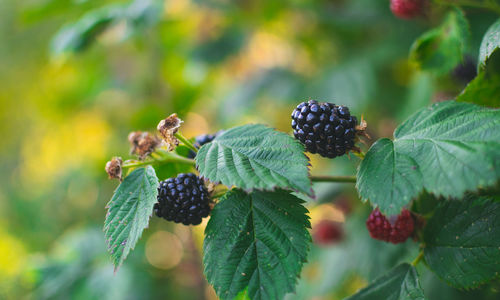 Close-up of berries growing on plant