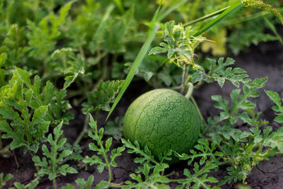 Close-up of plant