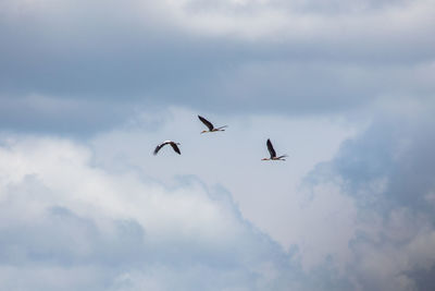 Low angle view of birds flying against sky