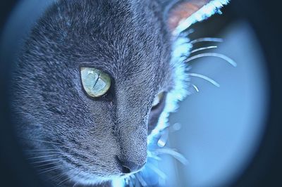 Detail shot of cat looking away